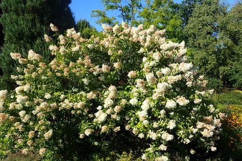 Small Trees For Landscaping, Small Landscape Trees, Hydrangea Paniculata Grandiflora, Pee Gee Hydrangea, Trees For Landscaping, Hardy Hydrangea, Compact Garden, Eastern Redbud, Landscaping Trees