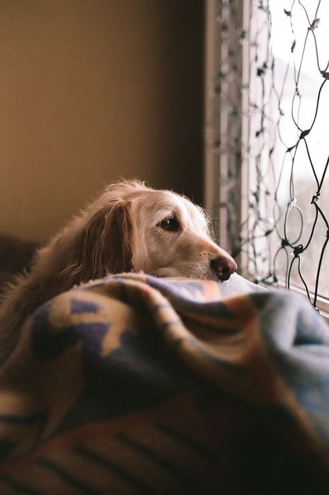 Dog Waiting, 골든 리트리버, Brown Cat, Dog Rules, Through The Window, Sweet Animals, A Blanket, Beautiful Dogs, Mans Best Friend