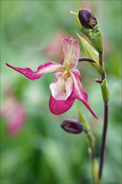 Lady Slipper Orchid Lady Slipper Flower, Pink Lady Slipper, Slipper Orchid, Lady Slipper Orchid, Lady Slipper, Virtual Flowers, Exotic Orchids, The Orchid, Paphos