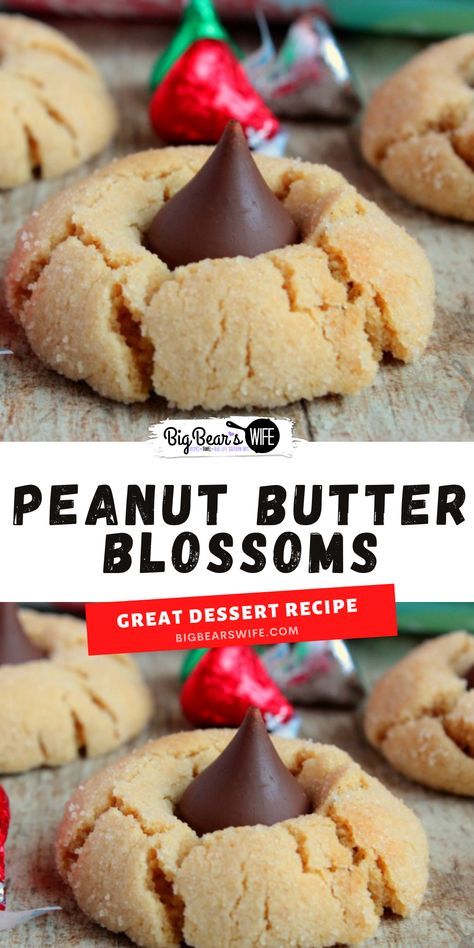 Peanut Butter Blossoms - Chocolate Kiss Peanut Butter Cookies- Sweet Peanut Butter cookies rolled in sugar and then baked to perfection! As soon as they come out of the oven, press a chocolate kiss down into the center to make the best Peanut Butter Blossoms! Easy Peanut Butter Cookies With Kisses, Peanut Butter Hershey Kiss Cookie Recipe, Peanut Butter Blossom Cookies With Shortening, Best Peanut Butter Blossoms, Peanut Blossoms Cookies Hershey's Kisses, Hersey Kiss Cookies Recipe Peanut Butter Blossoms, Peanut Butter Blossoms Recipe, Peanut Butter Kiss, Peanut Butter Blossom