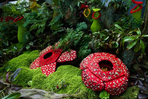 Corpse Lily, Rafflesia Arnoldii, Rotting Flesh, Titan Arum, Corpse Flower, Interesting Science Facts, Weird Plants, Tiny Flowers, Large Animals