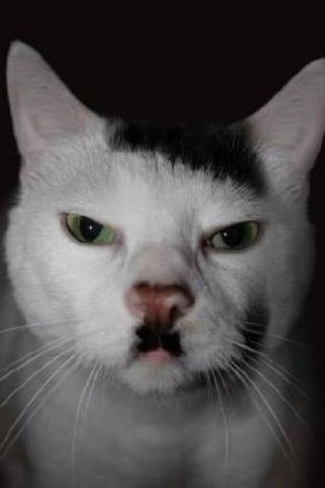 Kitler The Cat Cat Pictures Funny, Goofy Animals, Profil Pictures, Goofy Cat, Meme Cats, Mustache Cat, Sticker Photo, Meme Cat, Funny Cat Faces