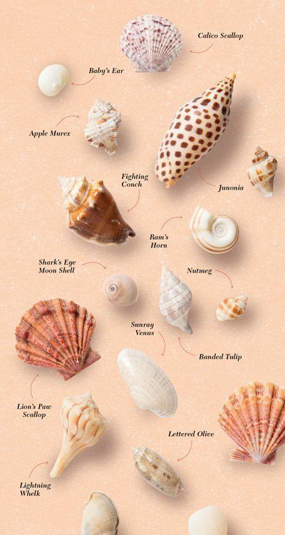 Try a shell hunt during your next beach getaway to the Gulf. What are you mermaid treasures? Types Of Seashells, Beach Projects, Gulf Coast Beaches, Organizator Grafic, Art Coquillage, Shell Game, Seashell Projects, Shell Crafts Diy, She Sells Seashells