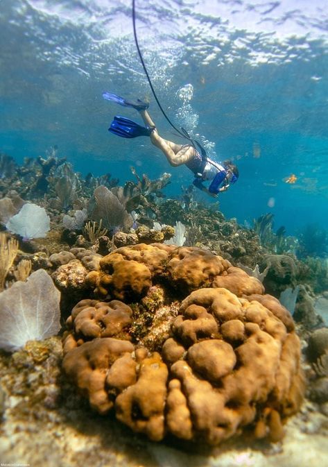 So, you’ve finally booked that long-awaited Molokini snorkel trip – and now you can’t wait to don your snorkel and dive into the deep blue.But you’ve noticed your boat offers something called SNUBA, and you think to yourself, ‘What the heck is that?!’ Molokini Crater, Maui Snorkeling, Scuba Certification, Oxygen Tank, Ocean Sports, Hawaii Photography, Ocean Activities, Oxygen Tanks, Best Snorkeling