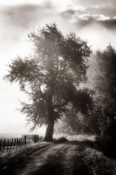 Black And White City, Fine Photography, Black And White Landscape, Black And White Tree, Tree Photography, Dirt Road, Black And White Canvas, White Picture, City Photography