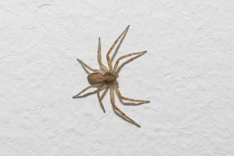 Arachnid alert! We run down the types of house spiders you're likely to see in and around your home. Hobo Spider, Funnel Web Spider, Types Of Homes, Recluse Spider, Brown Recluse Spider, Types Of Spiders, Spider Species, Door Sweeps, Pool Cabanas