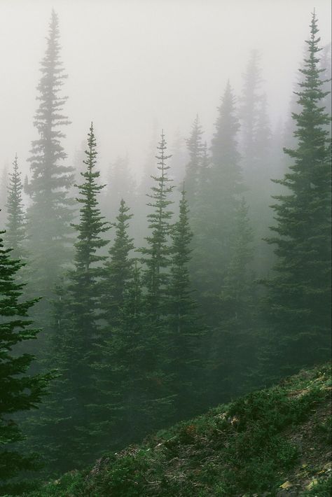 Rain Woods, Nature Photography Rain, Photography Rain, Dark Landscape, Olympic Mountains, 4 Wallpaper, Foggy Forest, Washington Usa, Magic Forest