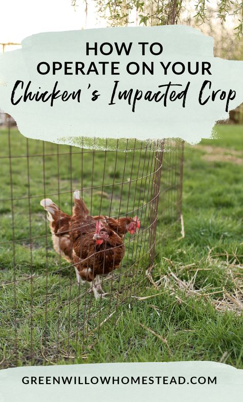 How to operate on your chicken with an impacted crop, spot the symptoms of impacted crop Homestead Hacks, Chicken Rearing, Homestead Gardening, Types Of Chickens, Chicken Keeping, Chicken Owner, Homesteading Ideas, Urban Chickens, Chicken Health