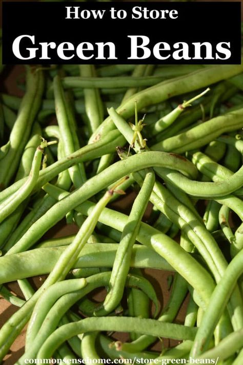 You've gathered green beans from the garden, farmers market, or grocery store - now what? If they're not going in your favorite bean dish, you can store green beans a number of ways. We'll share how to keep green beans fresh or preserve them for later use. Storing Green Beans, How To Store Green Beans, How To Store Fresh Green Beans, How To Keep Green Beans Fresh Longer, How To Store Green Beans In The Fridge, Green Beans From The Garden, Preserving Green Beans, Can Green Beans, String Bean