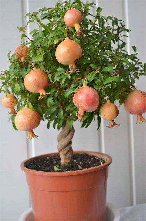 Buah Delima, Fruit Trees In Containers, Bonsai Fruit Tree, Potted Fruit Trees, Fruit Tree Garden, Fruit Growing, Growing Fruit Trees, Plantas Bonsai, Smen