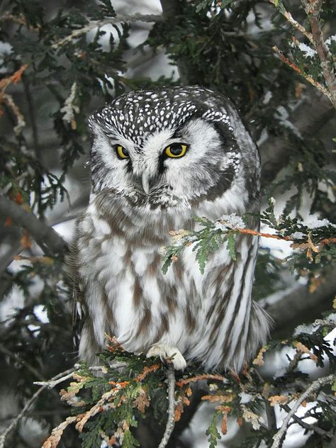 Tøp Wallpaper, Eurasian Eagle Owl, Barred Owl Photography, Nocturnal Birds, Eurasian Pygmy Owl, Burrowing Owl, Eurasian Scops Owl, Eurasian Eagle Owl Photography, Remote Island