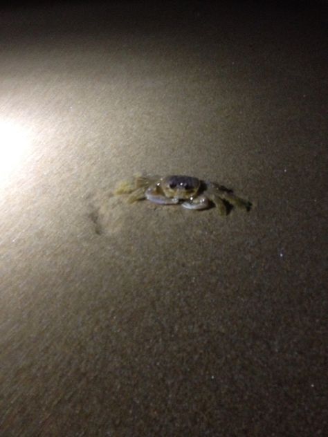 OBX 10/11/15 Late night beach seashell & crab hunting - fun times Crab Hunting On The Beach At Night, Late Night Beach, Beach At Night, Beach Pics, Shadow Photos, Fun Times, Late Night, Graduation Party, Beach Pictures