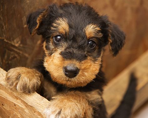 Airedale Terrier puppy Airedale Puppy, Airedale Terrier Puppies, Airedale Dogs, Small Puppy, Welsh Terrier, Terrier Puppies, Terrier Puppy, Airedale Terrier, Pitbull Terrier