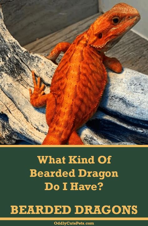 Wondering what type of bearded dragon you have? There are several different species, types, or varieties. Find out which one you have here. [Health Details] #beardeddragon Types Of Bearded Dragons, Fancy Bearded Dragon, Vegan Taxidermy, Bearded Dragon Care Sheet, Bearded Dragon Toys, Red Bearded Dragon, Dragon Enclosure, Bearded Dragon Colors, Dragon Terrarium