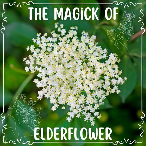 The Magick Of Elderflower #todaysposts #topicoftheday #elderflower elderflowermagick #magickaltips #elderflowermagickaltips #elderflowerwitchcraft #elderflowermagickalproperties #herbtips #plantmagick #witchcraft #magick #herbmagick🌿 #kitchenwitch @willow.witchcraft #willowwitchcraft Elderflower Magical Properties, Witch Herbs, Spiritual Meaning, Kitchen Witch, Witch, Herbs, Plants, On Instagram, Quick Saves