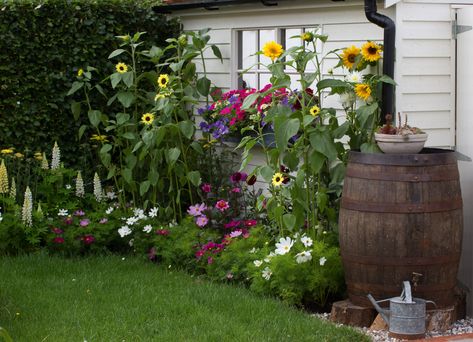 Garden Border Plants, Planting Schemes, Garden Escape, Garden Solutions, Gravel Garden, Cottage Garden Plants, Sunflower Garden, Real Homes, Side Garden