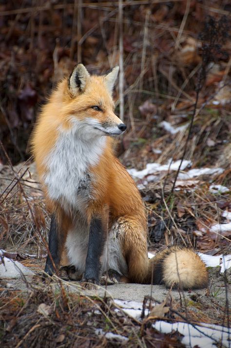 Red Fox Sarah Furchner Photography Fox Eyeliner, Fox Aesthetic, Fox Sitting, Fuchs Baby, Fox Nails, Animal Aesthetic, Wallpapers Beautiful, Fantastic Fox, Fox Photography