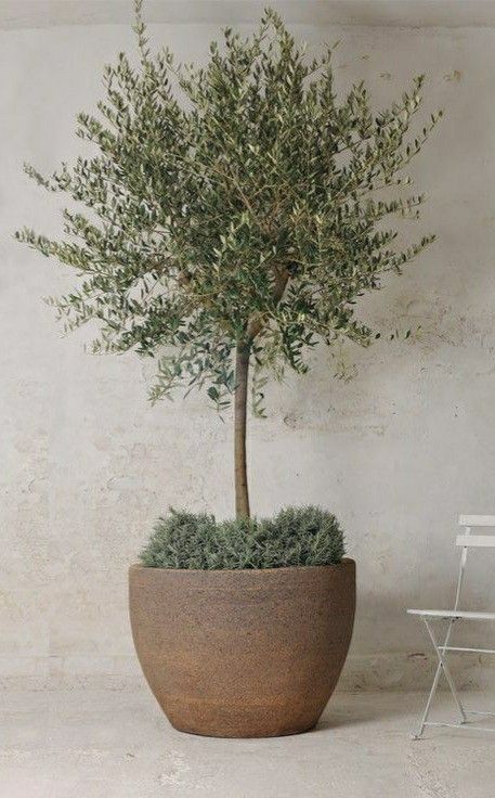 Olive Tree Pots Outdoor, Olive Tree Potted, Olive Tree In Pots Outdoor, Olive Trees In Pots Outdoor, Olive Tree Indoor Decor, Olive Tree Indoor, Japandi Garden, Olive Tree In Pot, Mediterranean Terrace