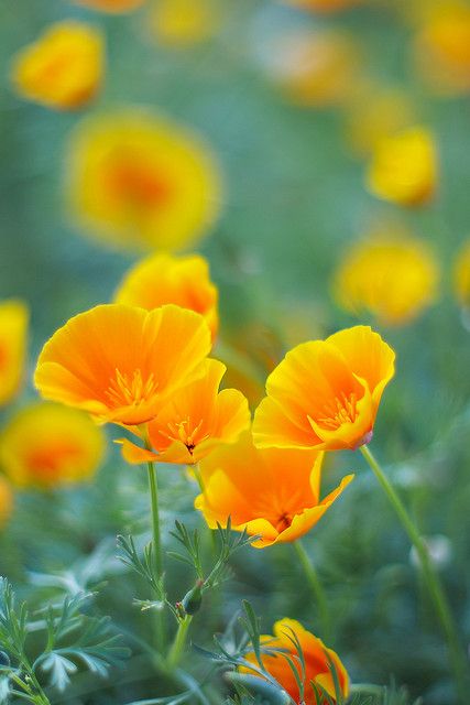 Sunny Flowers, Herb Farm, Macro Flower, California Poppy, Nature Garden, Cloudy Day, Little Flowers, Mellow Yellow, Blooming Flowers