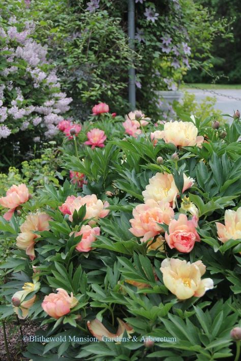 Peony Bush Landscaping, Peony Itoh, Peony Flower Garden, Chicago Garden, Itoh Peony, Cape Cod Landscaping, Bulb Garden, Itoh Peonies, Peony Bush