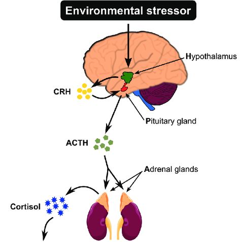 Releasing Cortisol, Hormones Nursing, Release Cortisol, Detox Symptoms, Improve Nutrition, Adrenal Health, Brain Anatomy, Pituitary Gland, Health Psychology