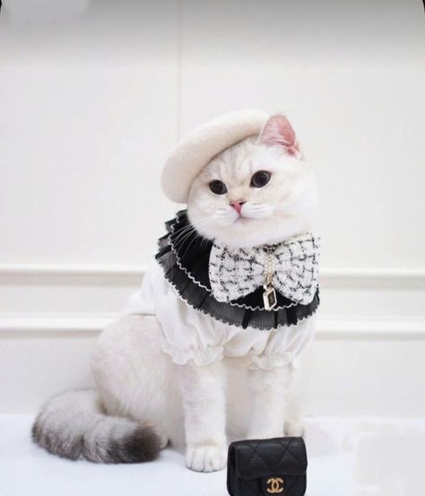 Cute Kitty 😻 Kitten Costumes, Pet Magazine, Cat Dressed Up, Cat Hacks, Cute Panda Wallpaper, Fancy Cats, Cute Cats Photos, Cat Fashion, Cute Kitty