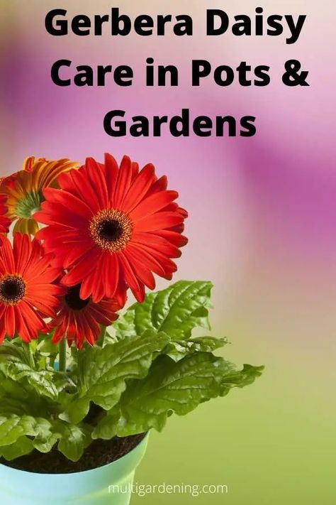 Gerbera Daisy Care Indoors and Outdoors - Multigardening Gerbera Daisy House Plant, Gerbera Daisy Care Outdoors, How To Grow Gerber Daisies, Gerbera Daisy Seeds, Gerbera Daisy Care, Daisy Care, African Daisy Flower, Gerbera Plant, Homemade Insecticide