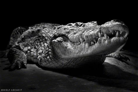 Crocodile Pictures, Pencil Drawings Of Animals, Grill Restaurant, Animal Drawing, Crocodiles, Weird Pictures, Animal Books, Photo Series, Black White Photos