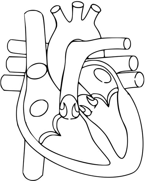 Heart - File:Heart.svg - Wikimedia Commons Easy Heart Drawings, Human Heart Diagram, Biology Drawing, Human Heart Drawing, Biology Diagrams, Human Heart Anatomy, Learning Psychology, Heart Diagram, مشروعات العلوم