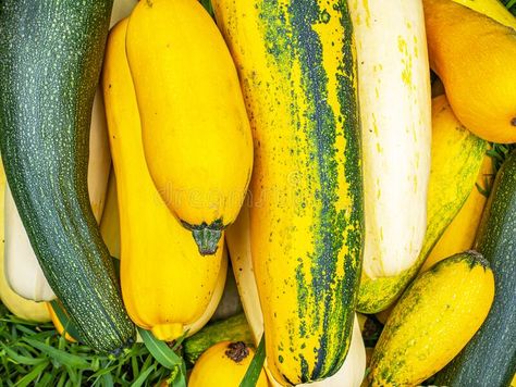 Vegetable Marrow, Grass Photo, Natural Eating, Background Food, Fruit And Veg, Green Grass, Lawn Garden, Stock Photography, Close Up