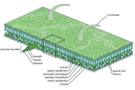 Ground Tissue, Plant Anatomy, Cell Organelles, Matter Worksheets, Cell Forms, Leaf Structure, Ap Chemistry, Plant Structure, Plant Tissue