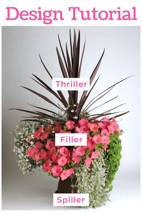 Fillers Spillers And Thrillers, Spiller Filler And Thriller, Thriller Filler Spiller Ideas Shade, Filler Thriller Spiller Planters, Thriller Spiller Filler Ideas, Thriller Plants For Containers, Thriller Filler Spiller Ideas, Thriller Filler Spiller Ideas Full Sun, Spiller Plants