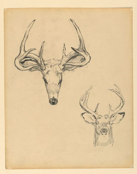 Study of stag head Stag Aesthetic, Yellow Cottagecore, Cottagecore Grunge, Name Drawings, The Stag, Head Art, Stag Head, Design Department, Smithsonian Institution