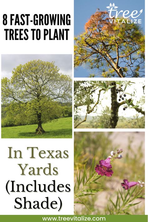 8 Fast Growing Trees to Plant in Texas Yards (Includes Shade) South Texas Backyard Landscaping, Landscaping In Texas, Landscaping Texas, Texas Plants Landscape, Texas Homestead, Zone 9 Landscaping Texas, South Texas Landscaping Ideas, Texas Native Front Yard, Zone 9 Trees