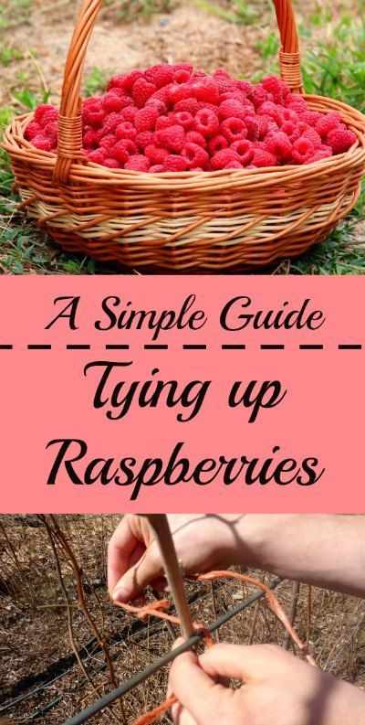 How To Grow Raspberries, Grow Raspberries, Raspberry Trellis, Raspberry Bushes, Raspberry Bush, Growing Raspberries, Raspberry Plants, Berry Garden, Berry Plants