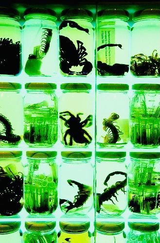 Green Sci Fi Aesthetic, Super Computer Concept Art, Spider Taxidermy, Bug Specimen, Wet Specimen Taxidermy, Pac E Mike, Oddities And Curiosities, Centipedes, Maximum Ride