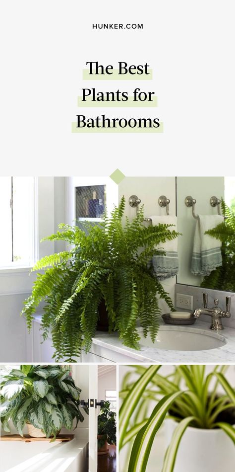 Bathrooms can be tough for picking plants. Is it bright and sunny? Airy or humid? Here are some bathroom plants that can thrive in versatile conditions. #hunkerhome #bathroom #plants #bathroomplants #humidityplants Plants For Bathroom, Big Indoor Plants, Cottage Style Bathrooms, Bright Bathroom, Bathroom Plants, Low Light Plants, Bathroom Decorating, Air Purifying Plants, Big Plants