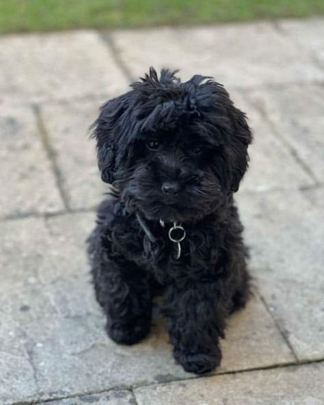 Maltipoo Puppy Black, Black Maltipoo Puppy, Maltipoo Full Grown, Black Maltipoo, Maltipoo Dog, Maltipoo Puppy, Secret Life Of Pets, Maltese Dogs, Poodle Dog