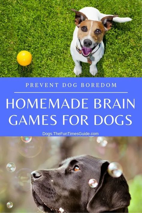 Dog Enrichment Games, Diy Dog Toys For Heavy Chewers, Dog Enrichment Ideas Diy, Diy Dog Games, Games For Puppies, Games For Dogs, Dog Boredom, Dog Agility Course, Brain Games For Dogs