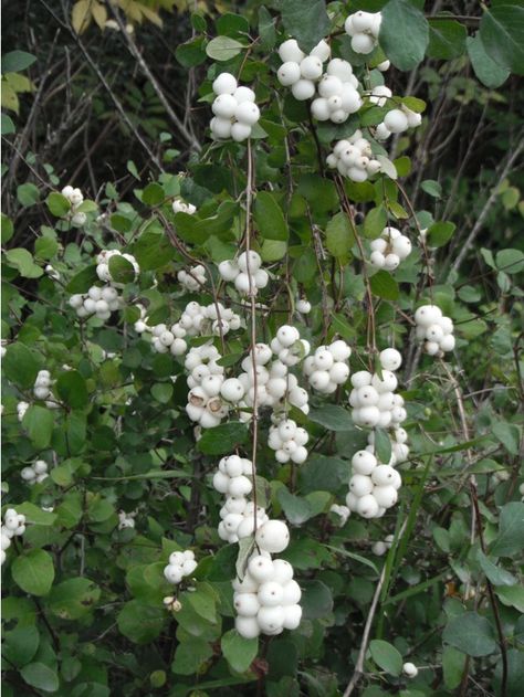 Symphoricarpos Albus, Oregon Garden, Goth Garden, Small Pink Flowers, Native Plant Gardening, Moon Garden, Wildlife Gardening, Cold Frame, Native Garden