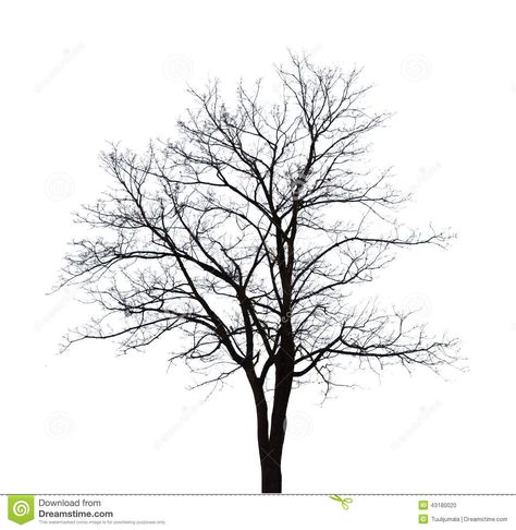 Illustration about Bare tree shape isolated on white background. Illustration of forest, leaf, nature - 43180020 Tree Outline, Tree Structure, Tree Pictures, Abstract Art Images, Tree Tattoo Designs, Wire Trees, Bare Tree, Tree Images, Black Tree