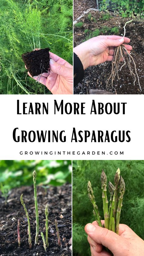 Growing Asparagus, Small Front Yard, Small Front Yard Landscaping, Surfing Pictures, Veggie Garden, Health Remedies, Yard Landscaping, Growing Vegetables, Front Yard Landscaping