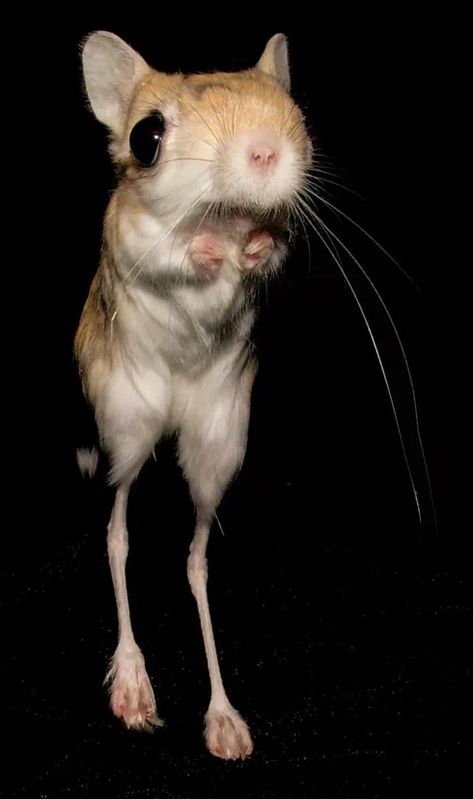 Long Eared Jerboa, Pet Rats, Creature Comforts, Silly Animals, Extremely Funny Jokes, Rodents, Pretty Cats, Cute Little Animals, Small Pets