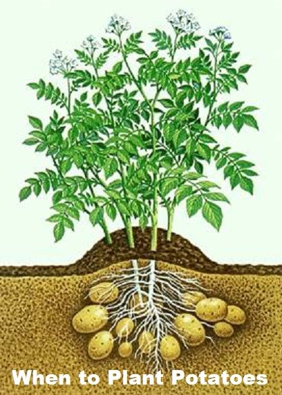 Potatoes are easy to grow, but like cool weather, so you should try to get them into the ground at the right time. When To Plant Potatoes, Crumpled Newspaper, Gardening Potatoes, Grow Potatoes, Planting Potatoes, Potato Vines, Plantas Vs Zombies, Growing Potatoes, Garden Veggies