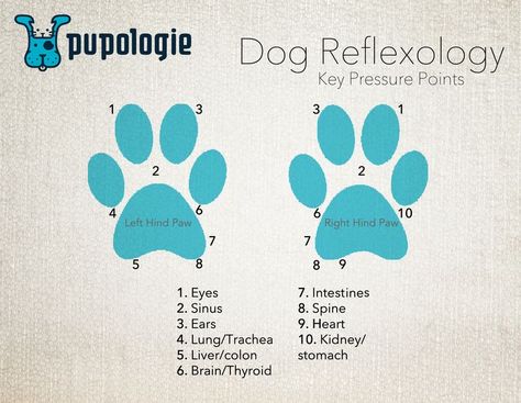 Dog Reflexology - key pressure points.  A simple foot chart. Coconut Oil Dogs Skin, Reflexology Points, Animal Reiki, Coconut Oil For Dogs, Puppy Time, Reflexology Chart, Dog Insurance, Dog Skin, Dog Info