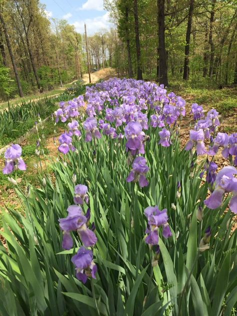 Irises Flowers, African Iris Landscaping Garden Ideas, Iris In Garden Bed, Planting Iris Rhizomes, Transplanting Iris In Spring, Iris Flowers Garden, Growing Irises, Tall Bearded Iris Gardens, Irises