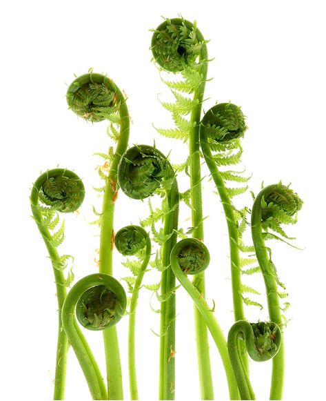 Mary Jo Hoffman, Fiddlehead Ferns, Scene Photo, Natural Environment, Cactus Plants, Be Still, Fern, Behind The Scenes, Cactus