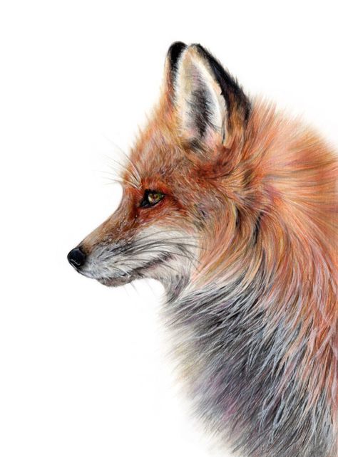 Fox pencil drawing - @elle_wills on Instagram Fox Pencil Drawing, Fox Reference, Fox Artwork, Fox Drawing, Fox Pictures, Support Art, Pastel Pencils, Fox Art, Color Pencil Art