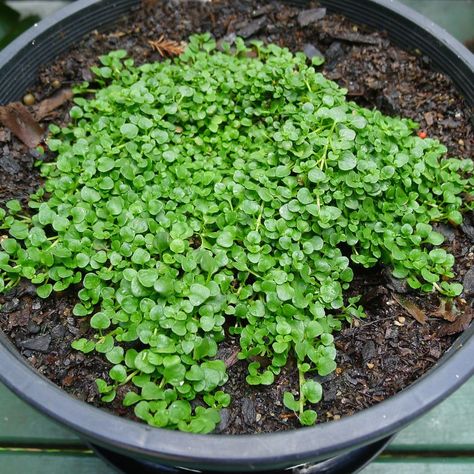 Corsican Mint, Vegetable Salads, Mint Herb, Mint Seeds, Vegetable Salad Recipes, Garden Vegetable, Permaculture Gardening, Vegetable Gardening, Vegetable Salad