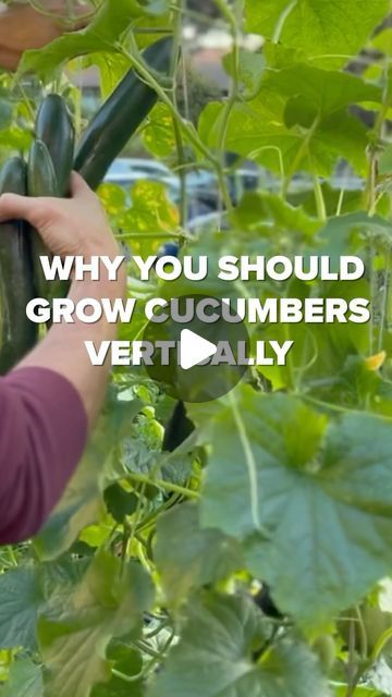 You should grow your cucumbers vertically this year! 🥒🧑‍🌾  @seattleurbanfarmco will show you why *and* how to do it.   Click t... | Instagram Vertical Cucumber Gardening, How To Plant Cucumbers, Cucumber Garden, Growing Cucumbers Vertically, How To Grow Cucumbers, Perfect Yard, Growing Squash, Cucumber Gardening, Grow House